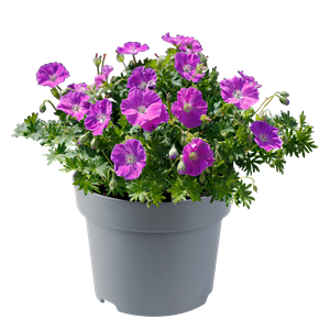 Afbeelding van VP Geranium P19 frivolius rose